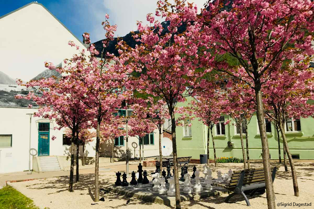 Blomstertrær og sjakkbrett